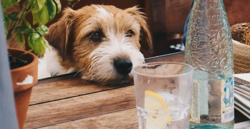 can-dogs-drink-cold-water