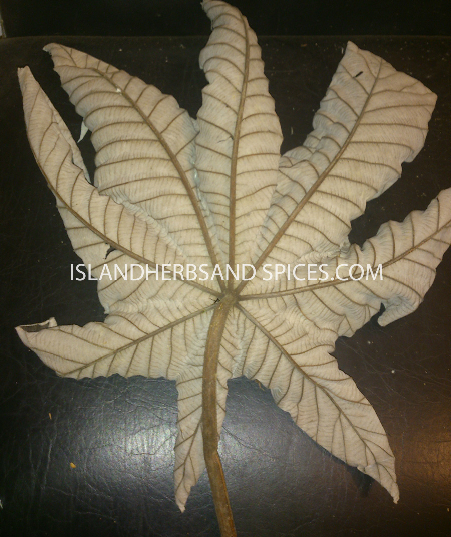 Amazon Trumpet Leaf Tea at Jennifer Wright blog