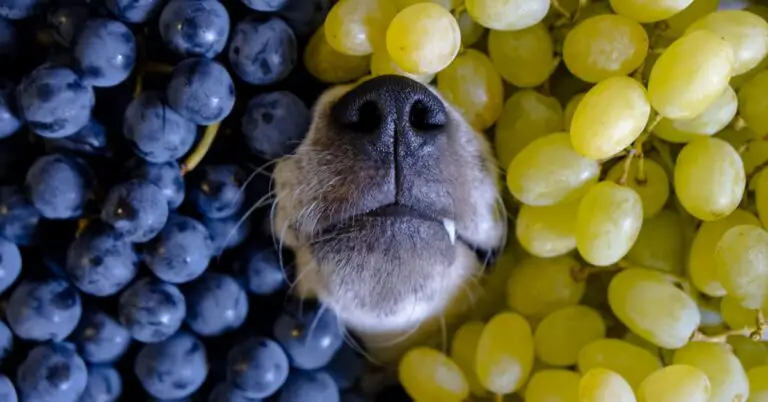 Can Dogs Drink Grape Juice?