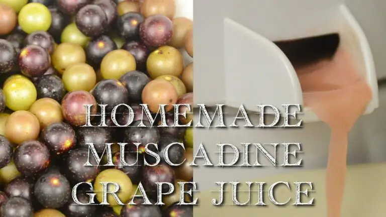 How To Make Muscadine Grape Juice?