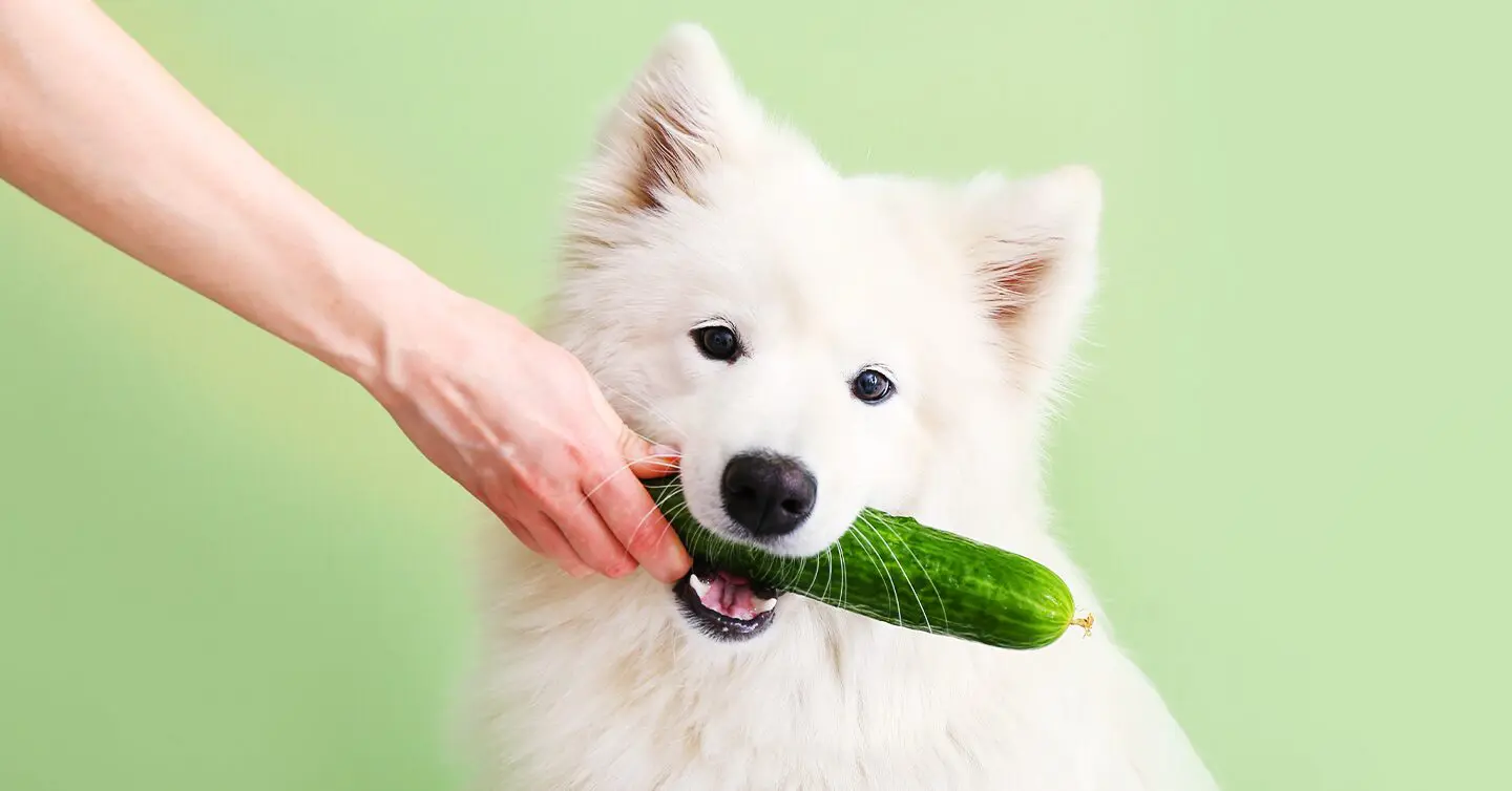 Is Pickle Juice Good For Dogs 