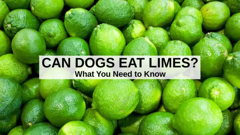 What To Do If Dog Eats Lime Juice?